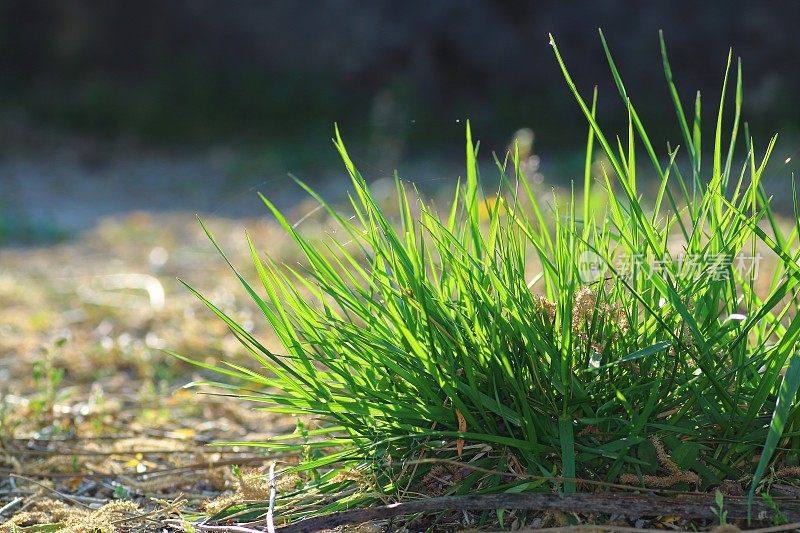 生草丛