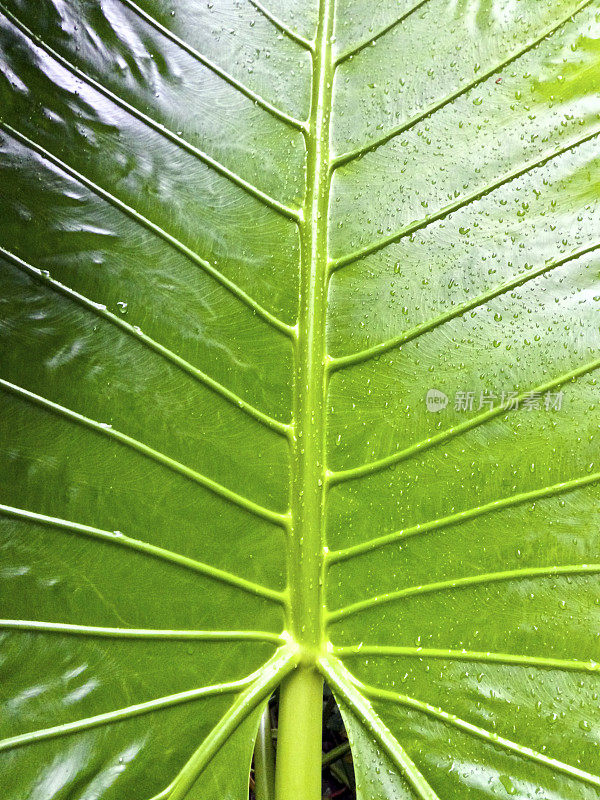 新加坡,热带植物。