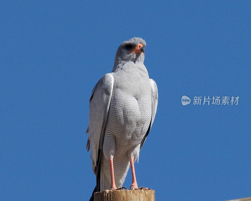 浅唱苍鹰