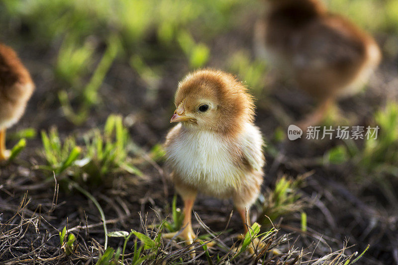 罗德岛红色小鸡