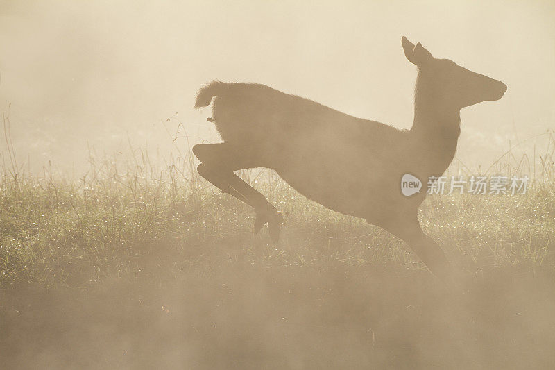 嬉戏的马鹿小鹿在雾蒙蒙的秋天跳舞