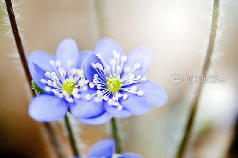 蓝色的春花沐浴着阳光