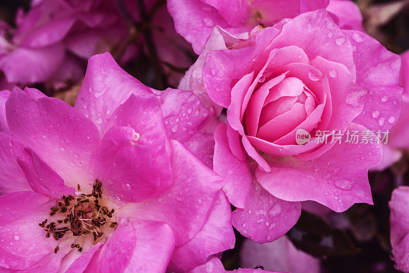 优雅的粉色的玫瑰