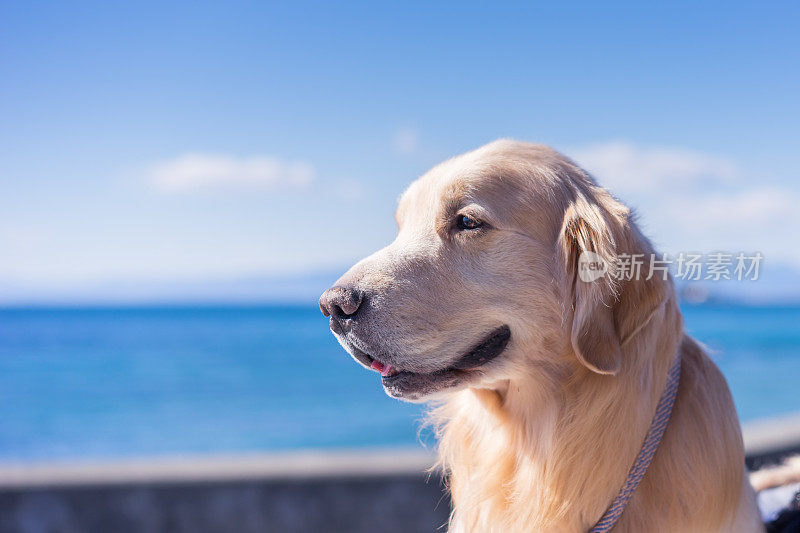 金毛猎犬