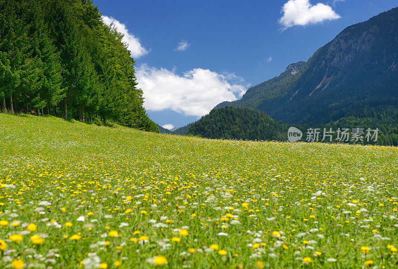 百花齐放，美丽奥地利全景(XXXL)