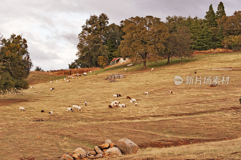 山羊在山坡上