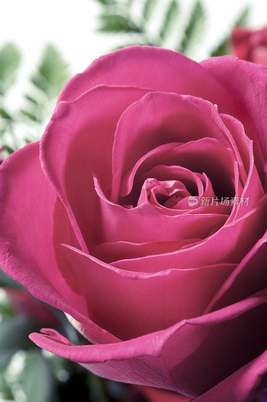粉色的洋红色的玫瑰