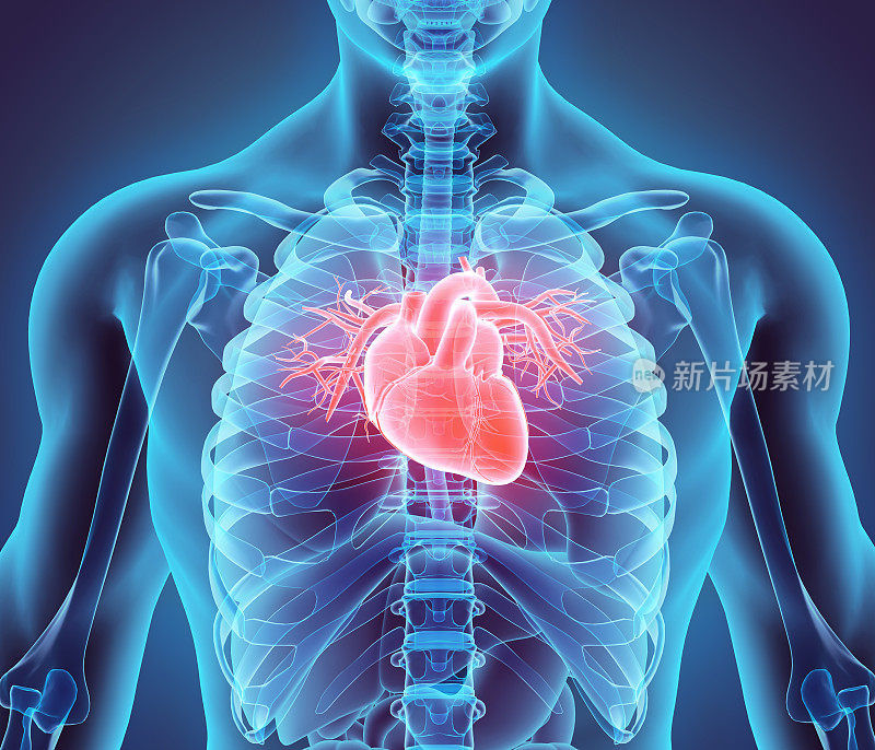心脏的三维插图，医学概念。