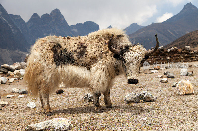 白牦牛在去珠峰大本营的路上