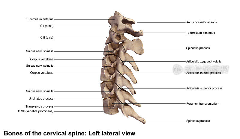 颈spine_Lateral视图