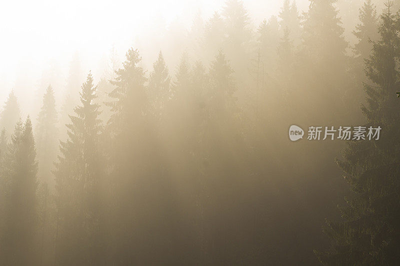 清晨，薄雾笼罩着山上的森林