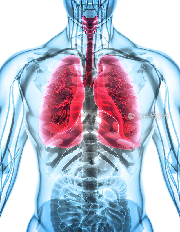 肺的3D插图，医学概念。