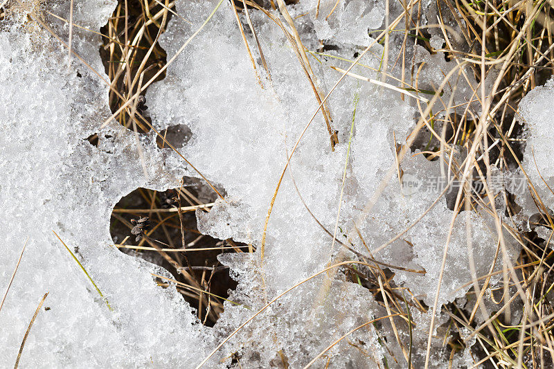 春天的迹象——雪和草正在融化