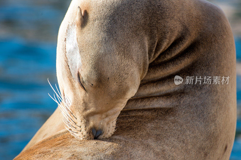 海狮在抓背