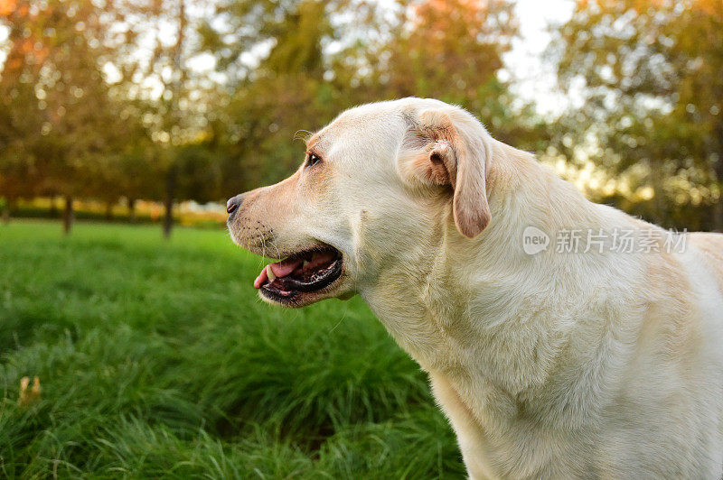 拉布拉多寻回犬