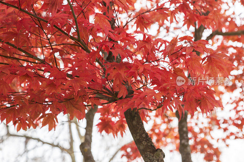 日本的枫树在秋天背光。