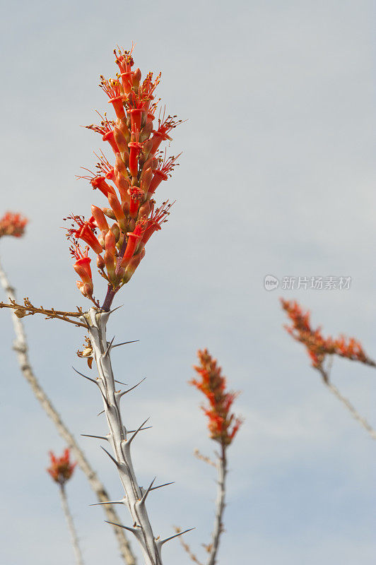 马鞭仙人掌花