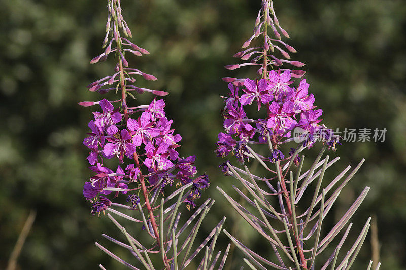 禾本科种子，紫红色花蕾