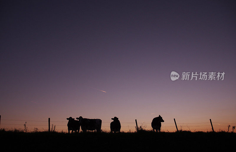 日落时奶牛的剪影