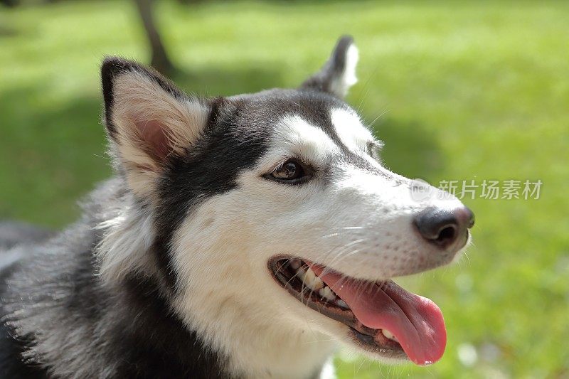 西伯利亚雪橇犬