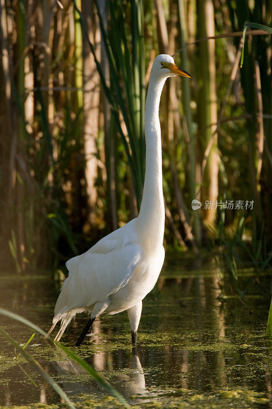 大白鹭