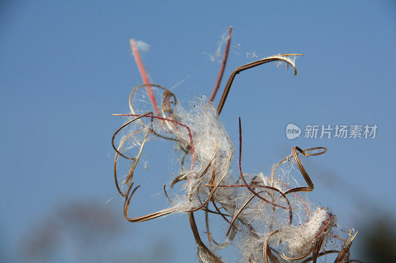 美丽的不文明的