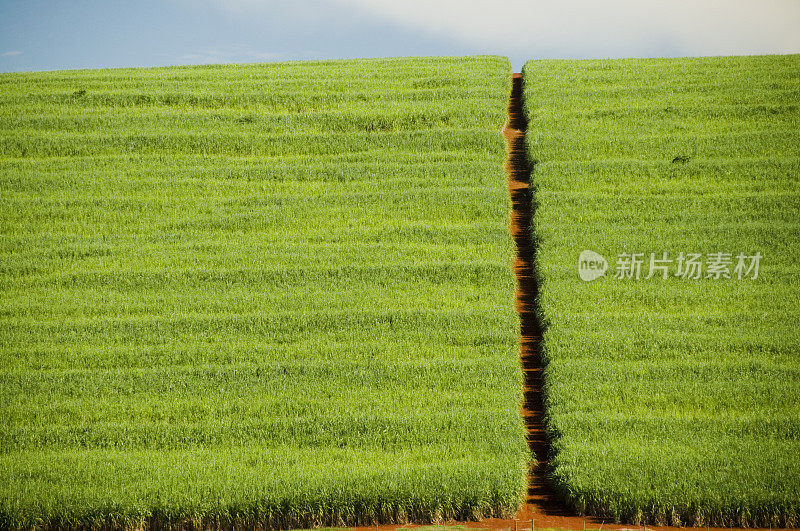 甘蔗种植园