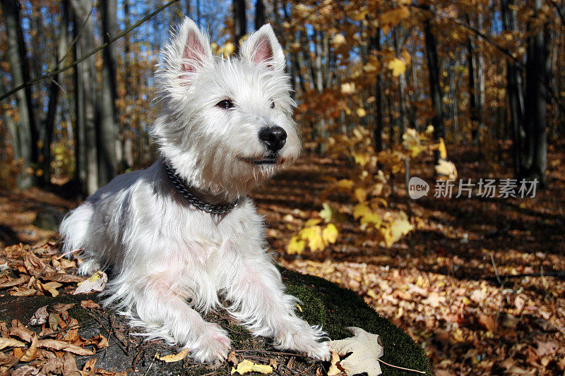 Westie狗躺在岩石在秋天的季节