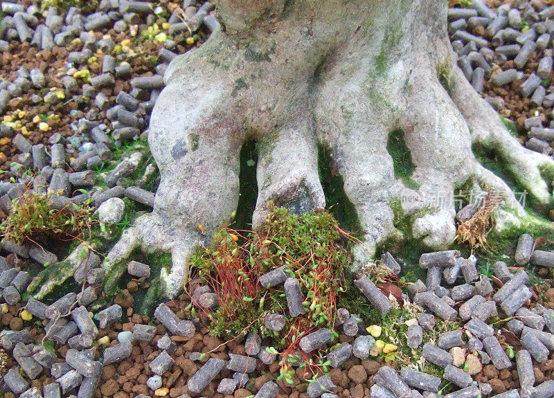 盆景杜鹃花的根和颗粒肥料的特写