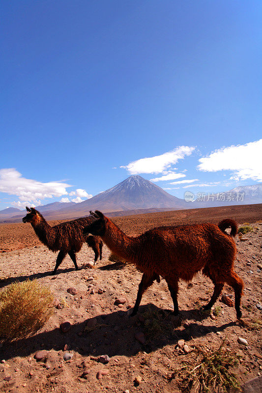 智利阿塔卡马高原的大羊驼