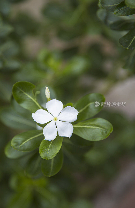 长春花，俗称马达加斯加长春花