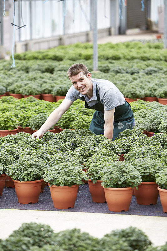 植物苗圃工人在大温室检查植物