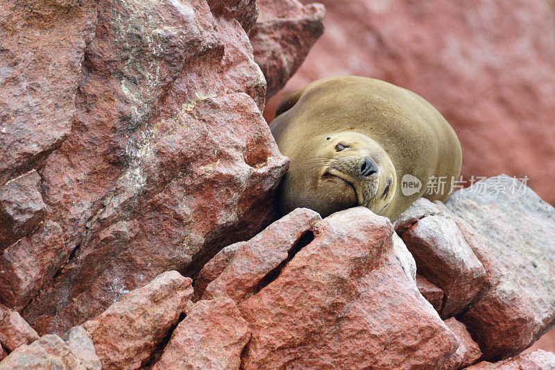 南美海狮