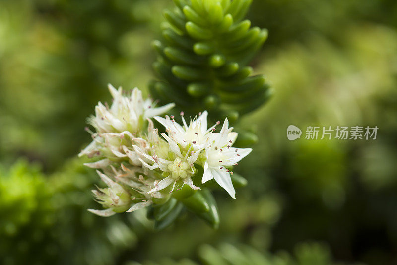 多肉植物(景天属)的特写