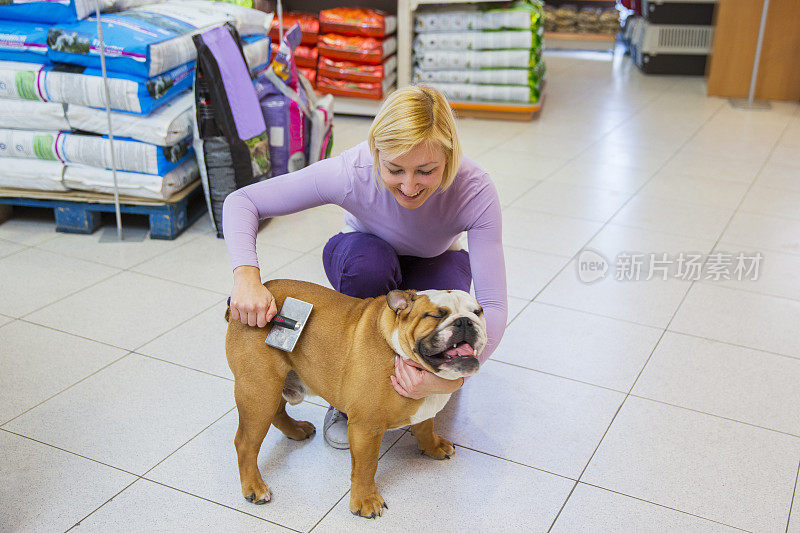 可爱的英国斗牛犬在宠物店…女主人正在给它梳毛