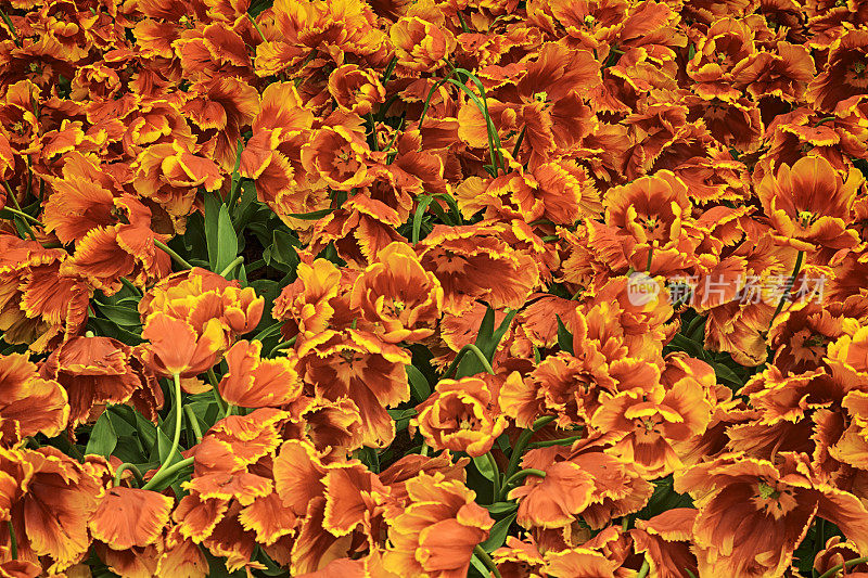 郁金香背景，荷兰。ProPhotoRGB颜色空间。