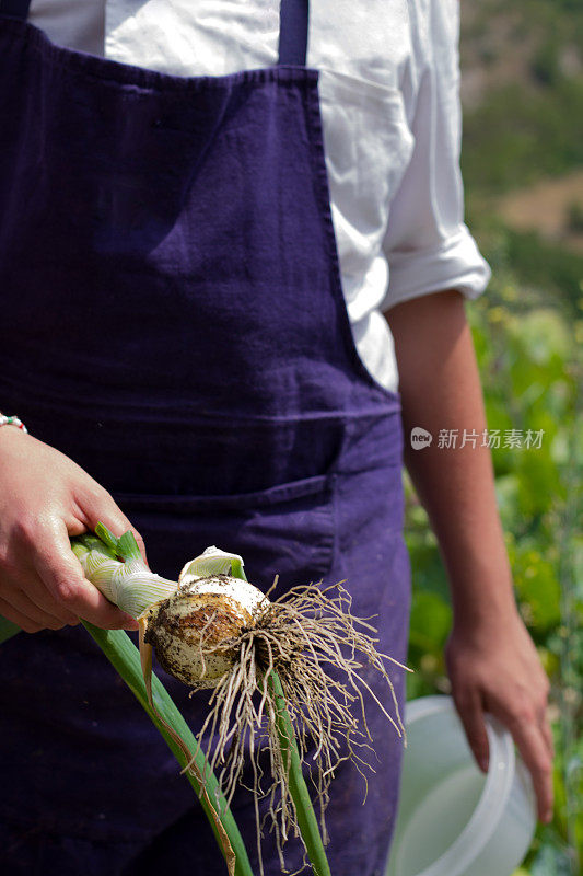 从农场到餐桌:厨师手中刚刚采摘的新鲜洋葱