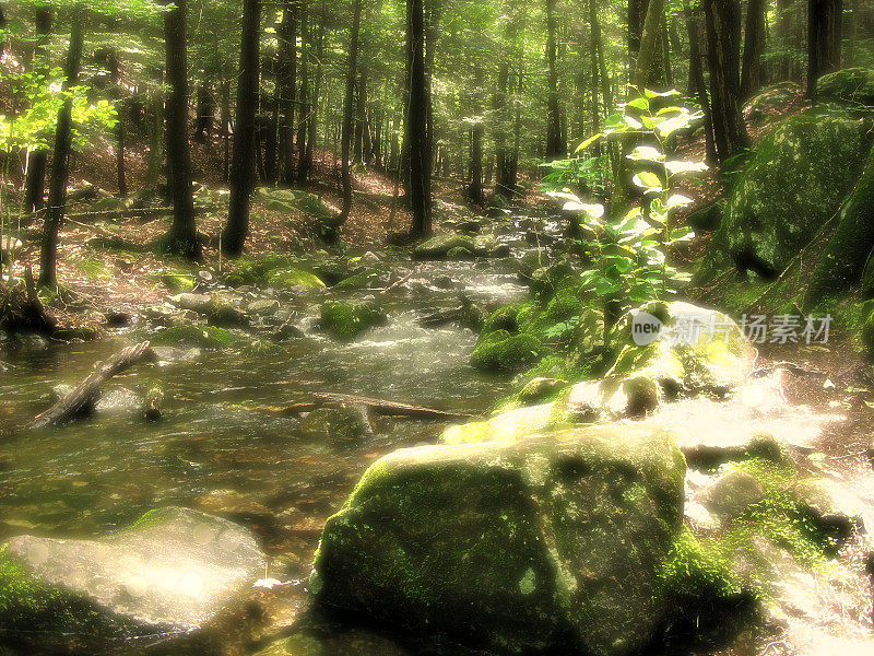 森林小溪或岩石溪在阿迪朗达克山，纽约