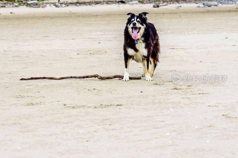 带着木棍的博德牧羊犬站在沙滩上