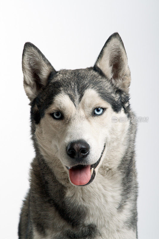 西伯利亚雪橇犬