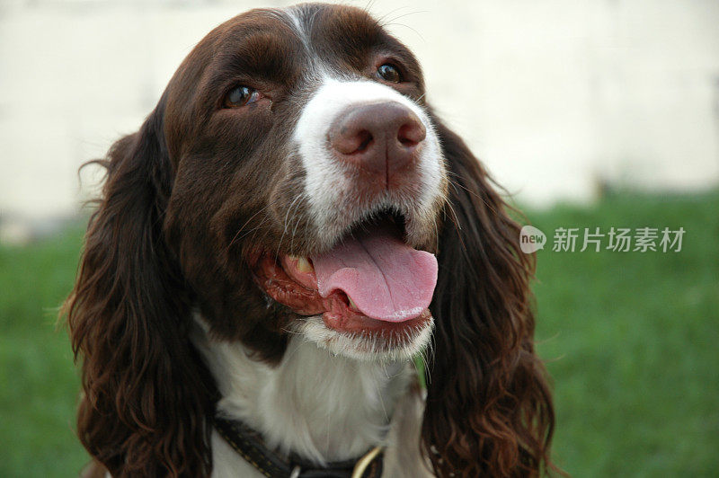 施普林格猎犬的特写