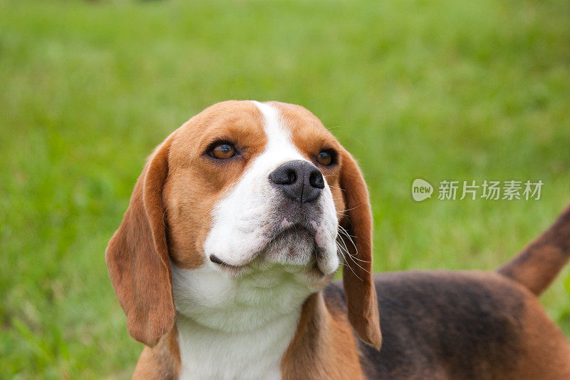 小猎犬的肖像