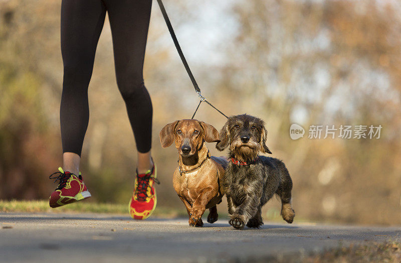 腊肠犬和慢跑