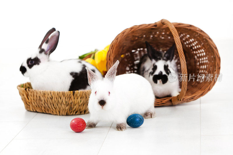篮子里放着五颜六色的复活节彩蛋的三只兔子
