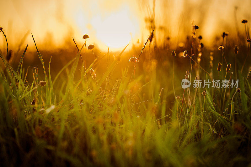 日出时草地上的野花