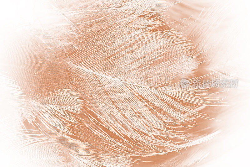 波希米亚波西米亚风格复古色彩潮流，鸡毛纹理背景