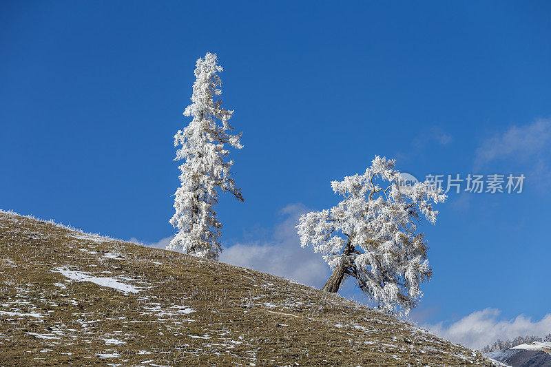 白雪覆盖了中国新疆喀纳斯湖附近的树木