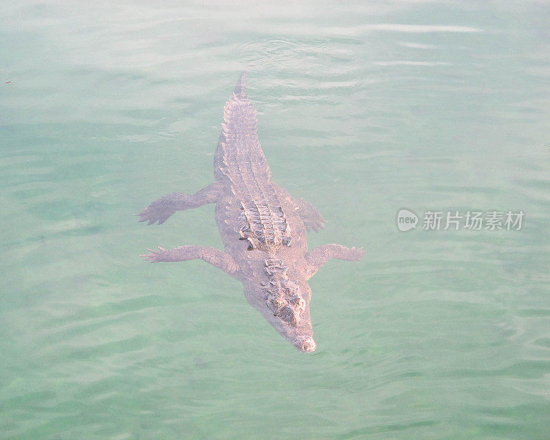 鳄鱼浮