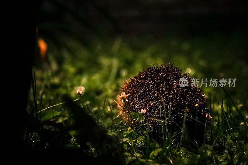 野生刺猬躲在黑暗的雨夜