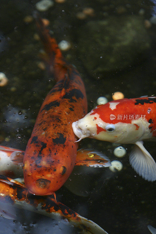 锦鲤鲤鱼